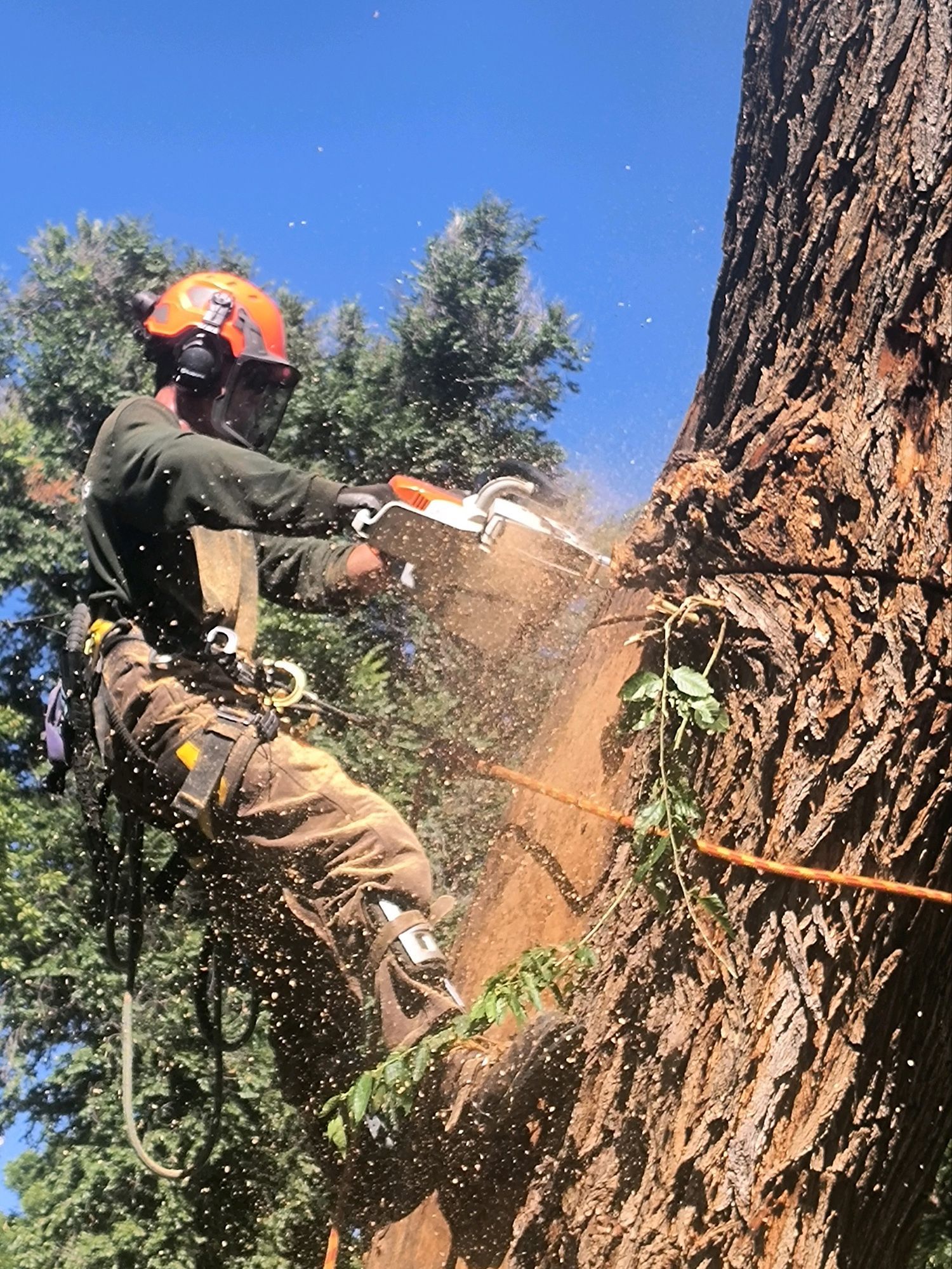 A man is cutting a tree with a chainsaw.