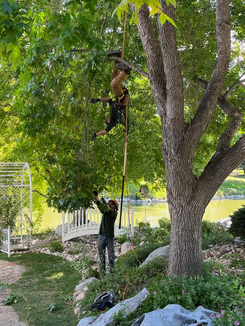 A man is climbing a tree with a rope.