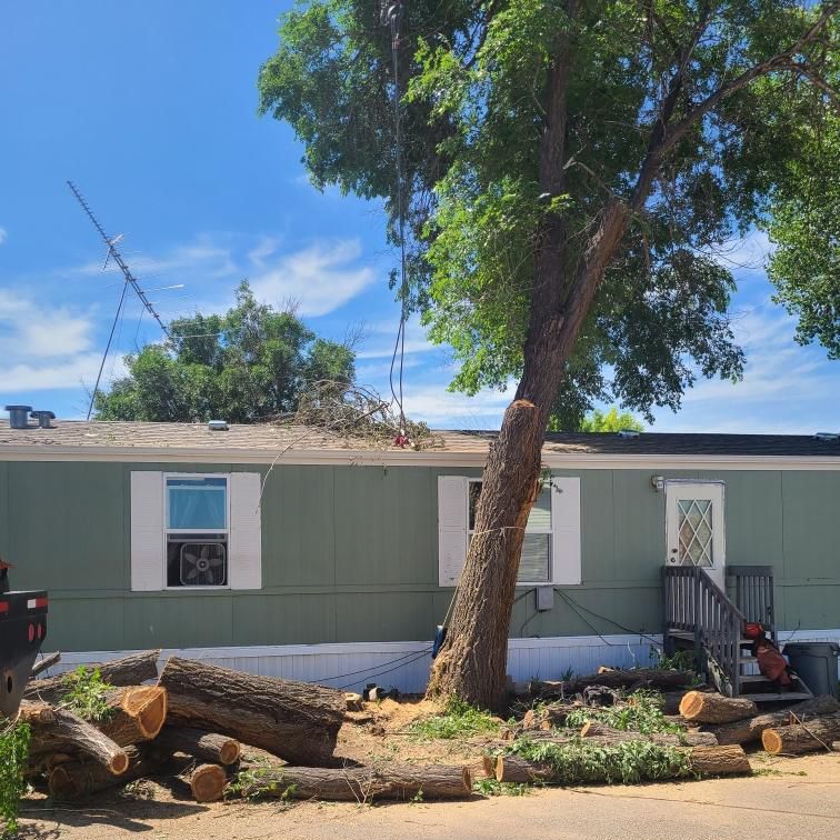 A green mobile home with a tree in front of it