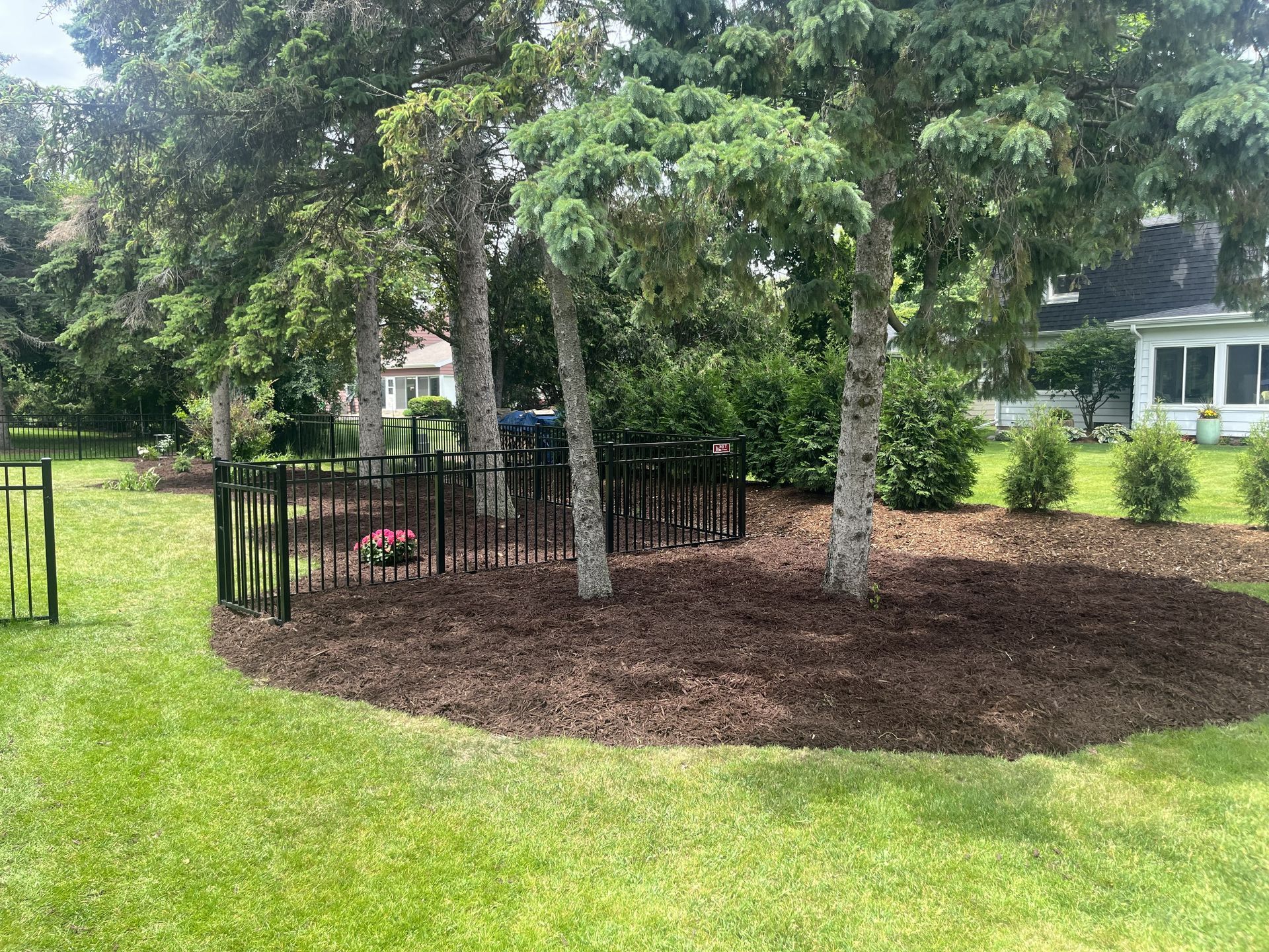 Trees surrounded by black metal fence and mulch in a grassy yard.