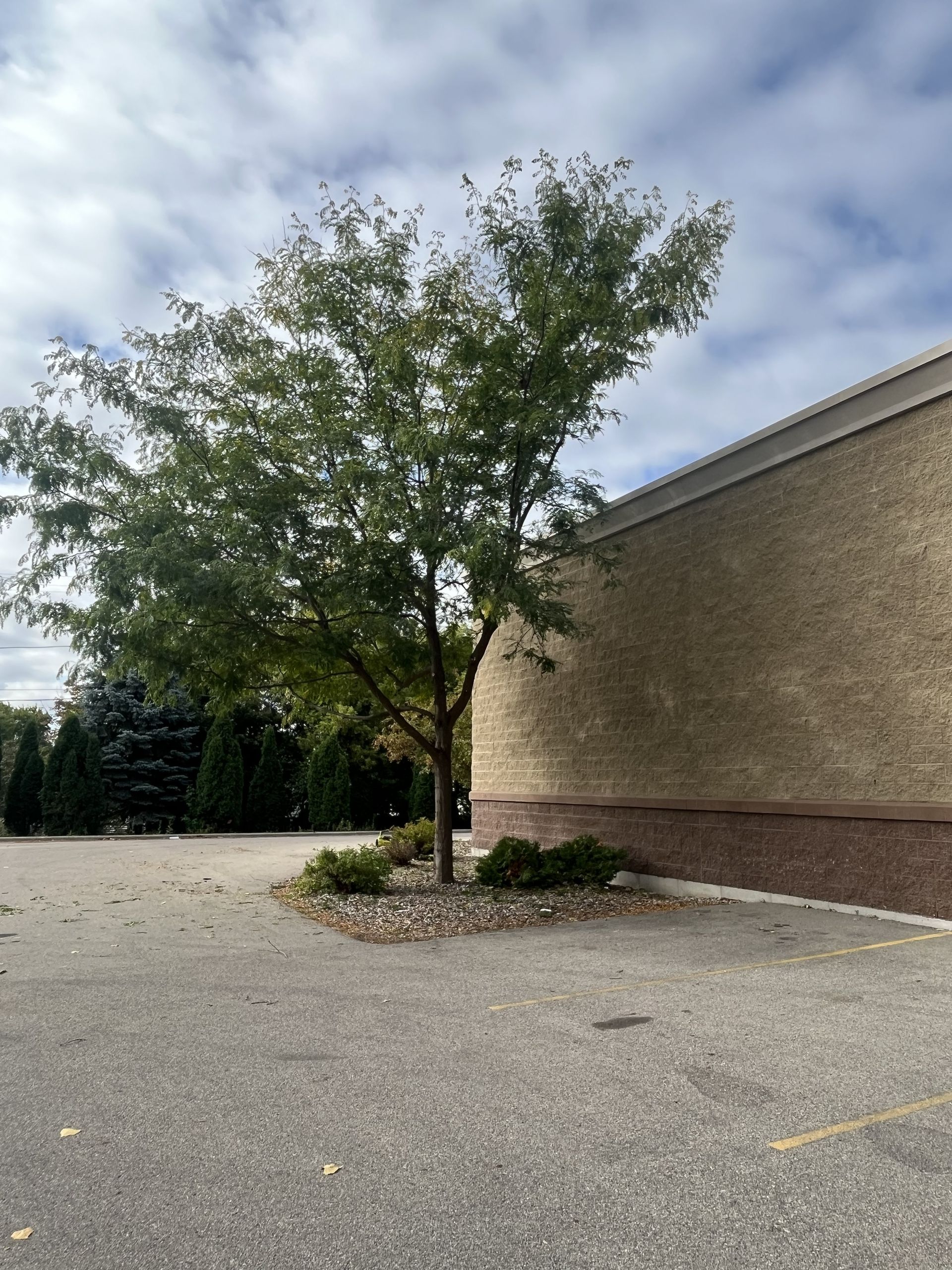 Tree growing next to a brick building. The tree has green leaves. Paved lot under cloudy sky.