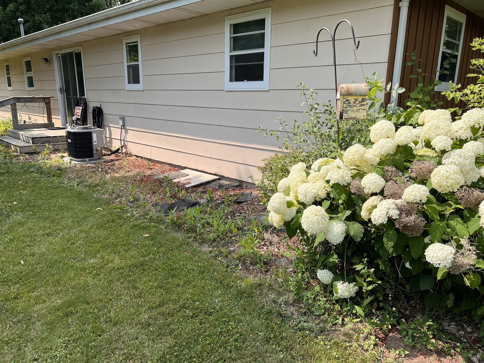 Tan house exterior with white-bloomed hydrangea bush in front. Concrete path and grassy lawn.