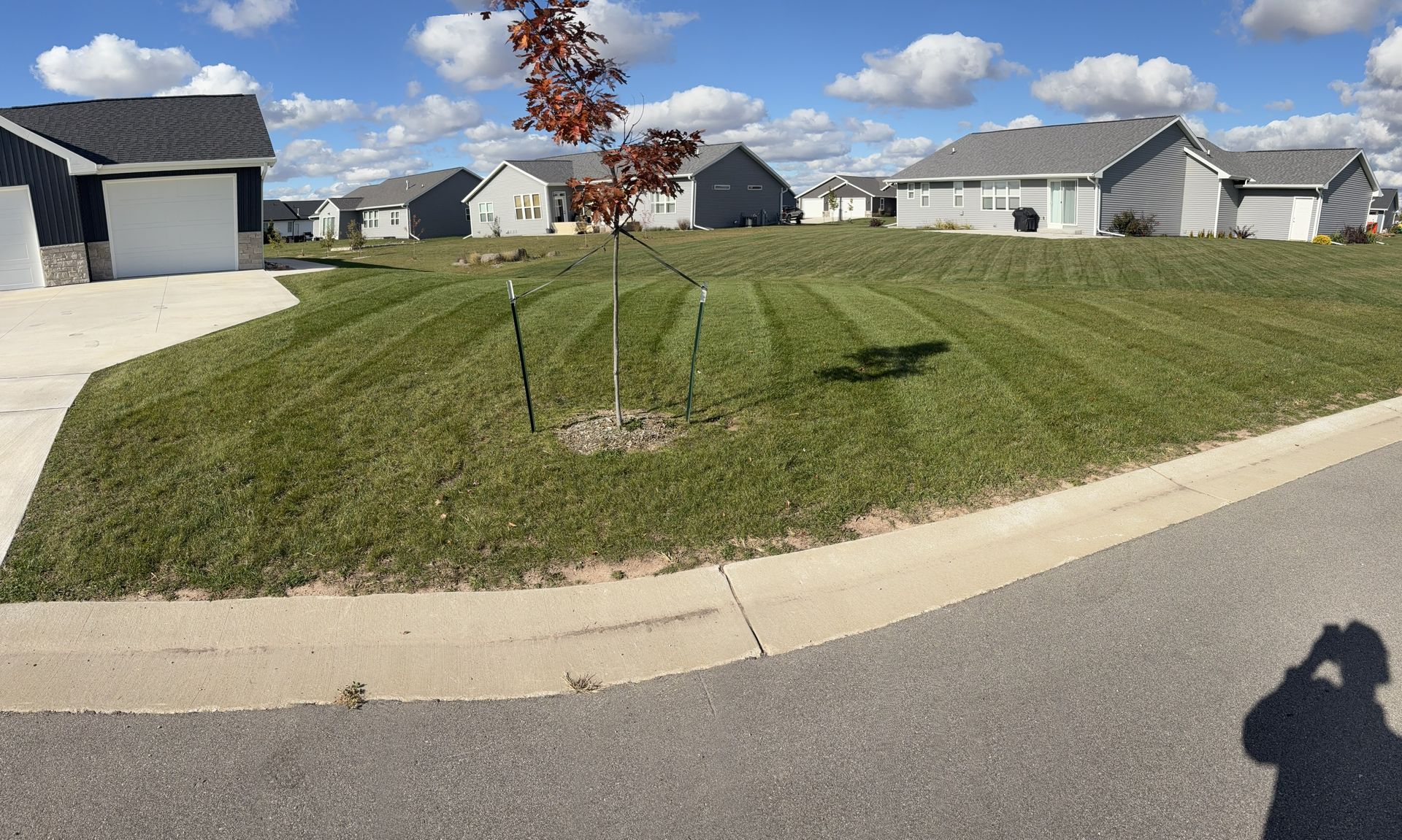 Lawn with freshly cut stripes, small tree, houses in background, blue sky with clouds.