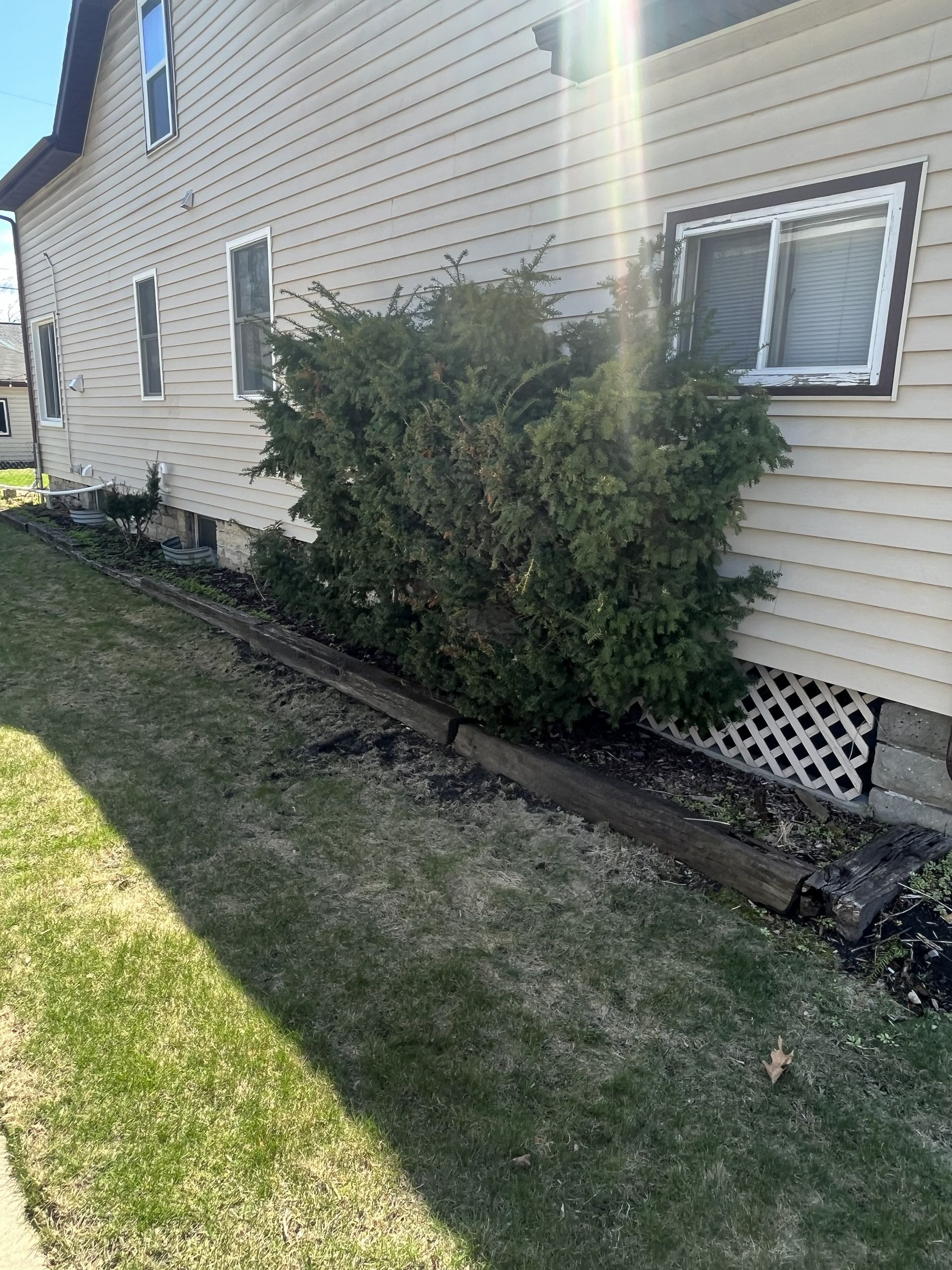 Side of beige house with a large green bush and wooden border along grass. Sunlight shines.