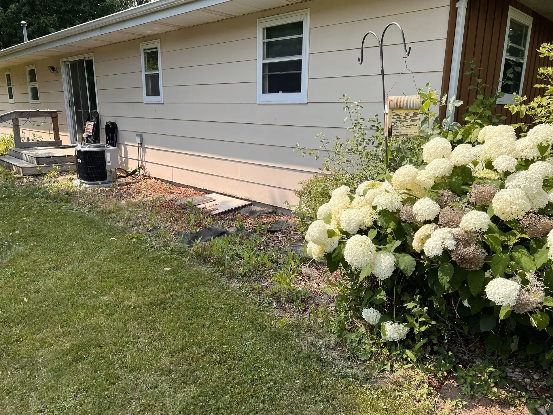 Tan house with white trim, concrete patio, and large hydrangea bush with white flowers.