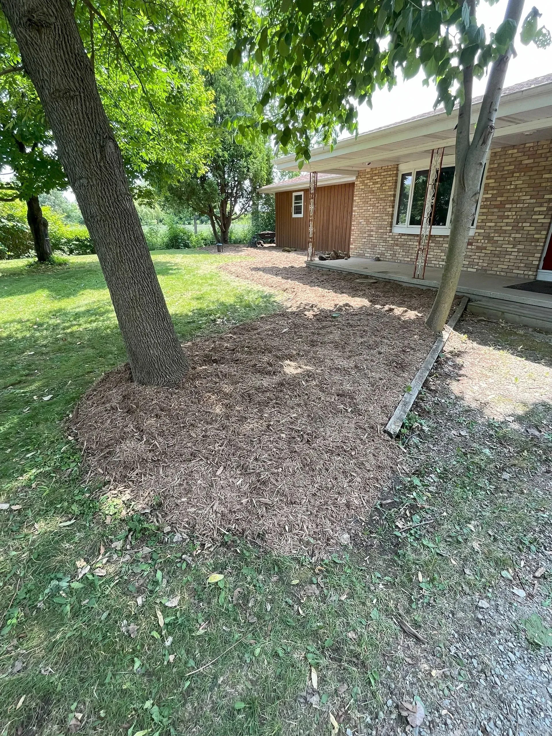 Tree surrounded by mulch in front of a brick house. Green grass and bright sunlight.