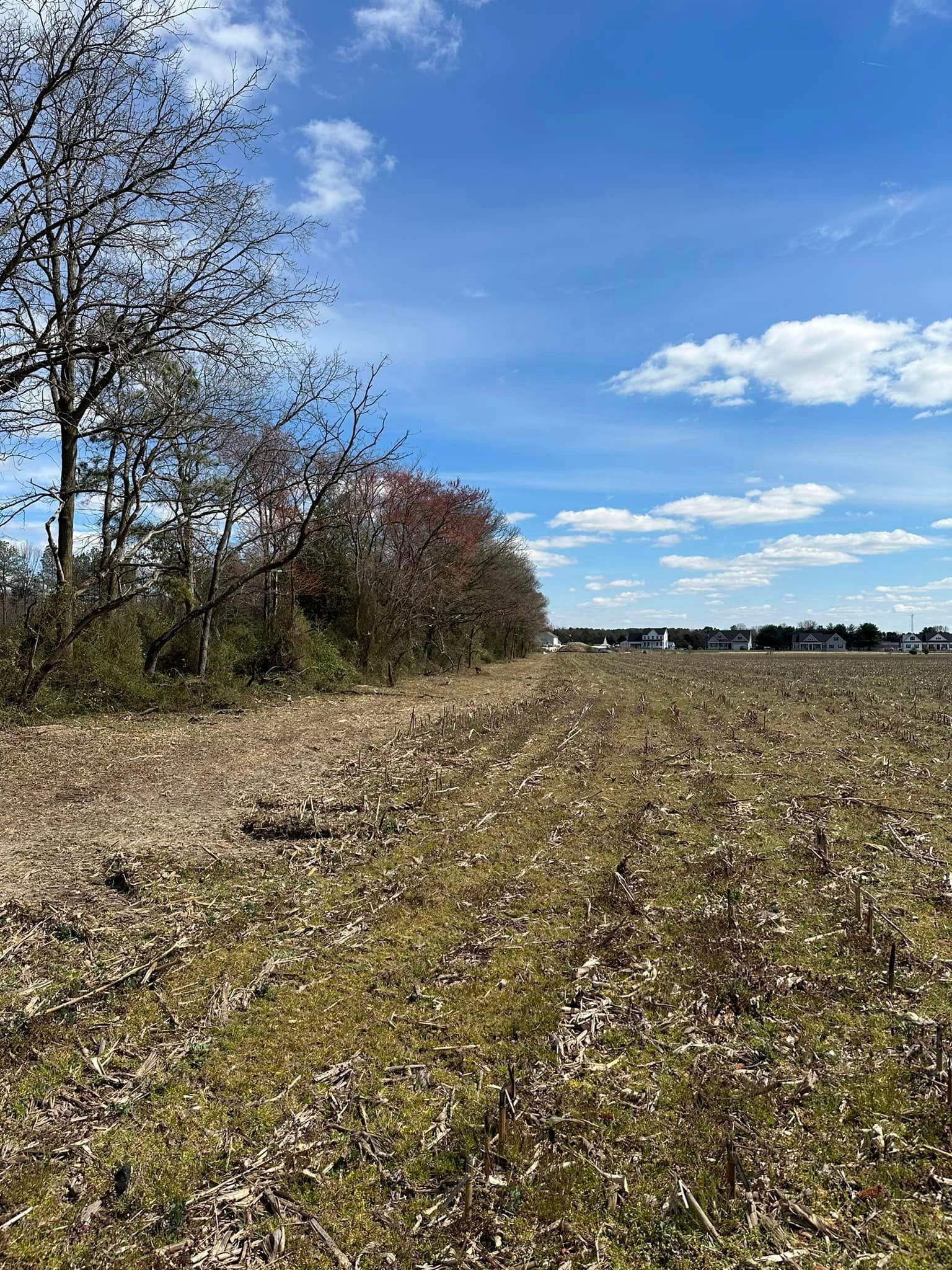A field with trees in the background and a blue sky with clouds.