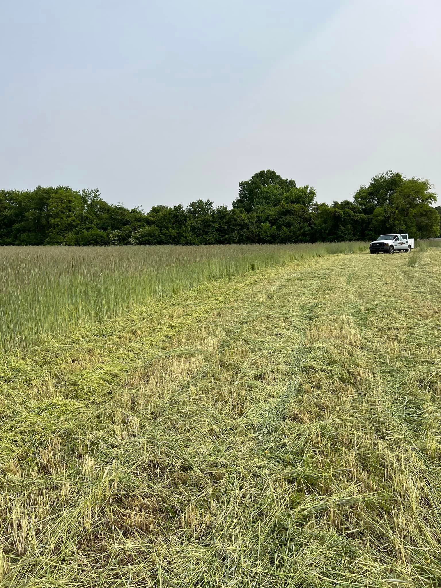 A large grassy field with trees in the background on a sunny day.