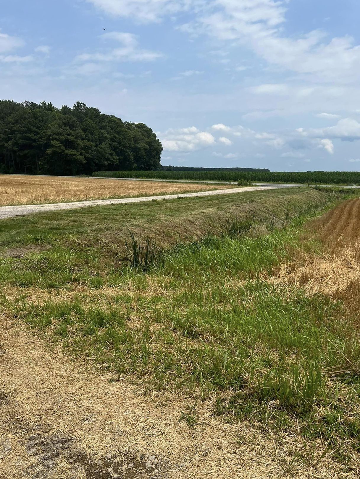 A dirt road going through a grassy field with trees in the background.