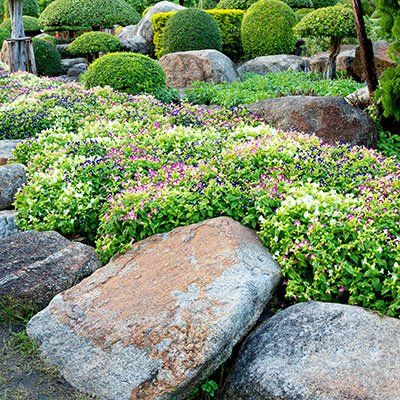 flowers and stones