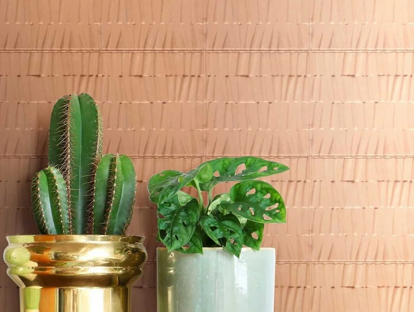 Two potted plants, a cactus in a gold pot and a leafy plant in a white pot, against a textured beige wall