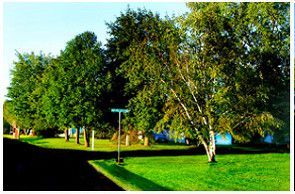 A black asphalt road with beautiful green trees at the sides with a street sign in the turning corner