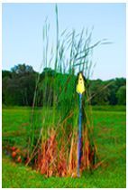 A Tall grass plant with red coloration on its bottom stems