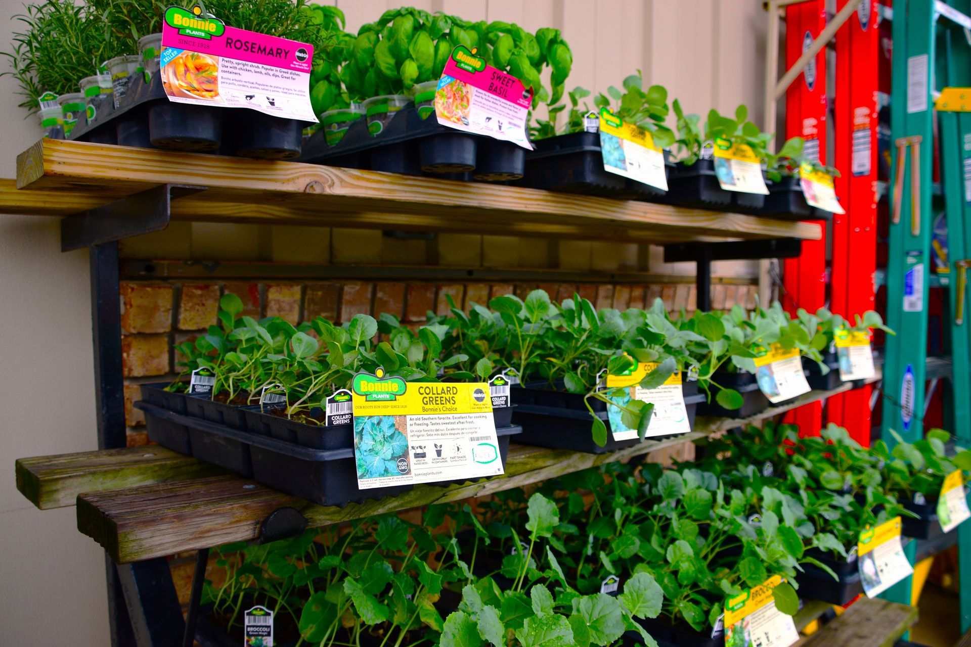 Potted herbs and seedlings displayed on wooden shelves in a garden center