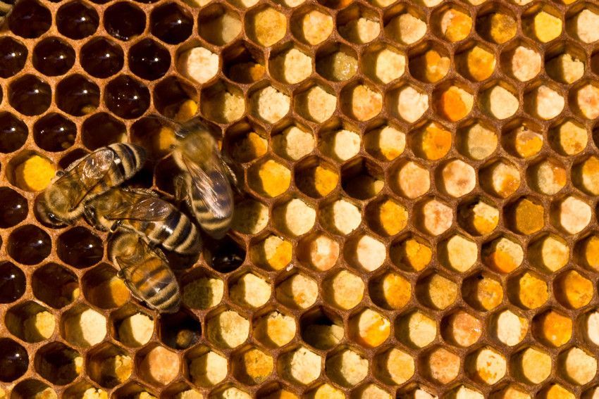 A close up of a honeycomb with bees on it.