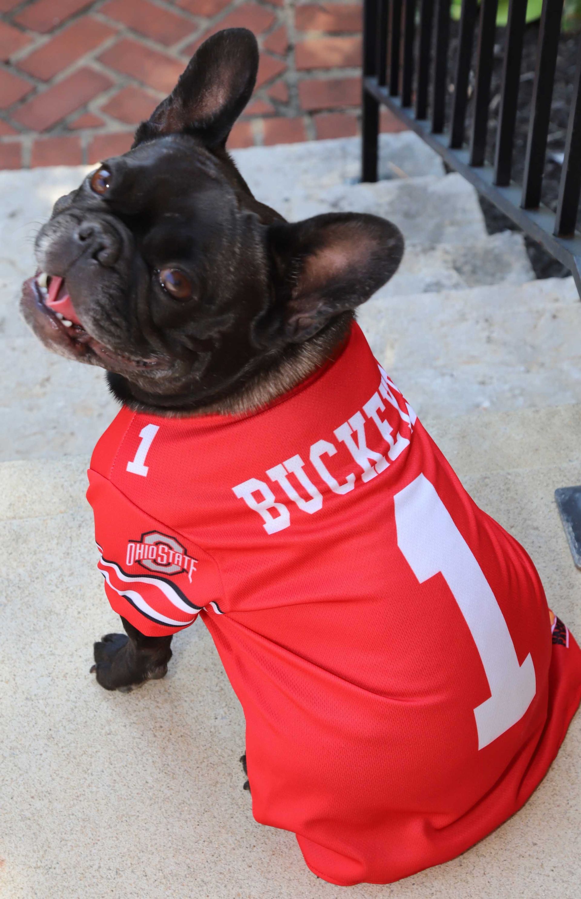 A dog wearing a red jersey with the number 1 on it