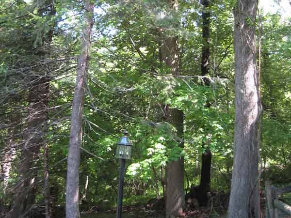 Leo's Tree and Lawn Service