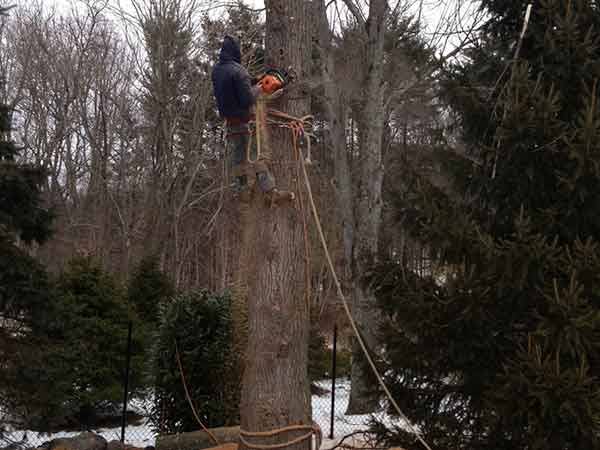 Leo's Tree and Lawn Service