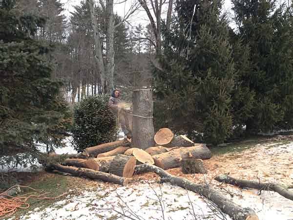 Leo's Tree and Lawn Service