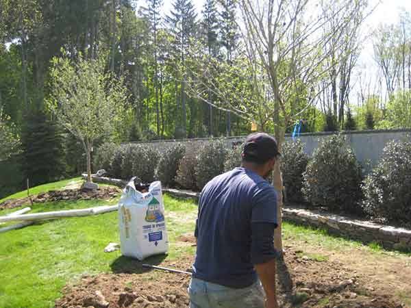 Leo's Tree and Lawn Service