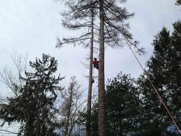 Leo's Tree and Lawn Service