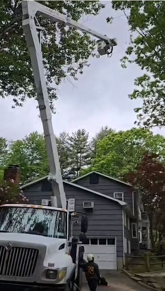 Tree Removal Experts