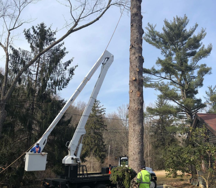 Leo Tree Tree Service
