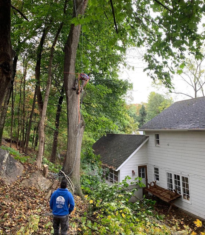 Leo Tree Tree Service