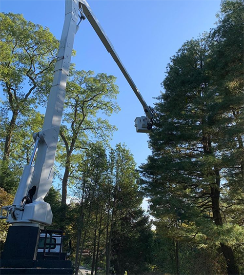 Leo's Tree and Lawn Service