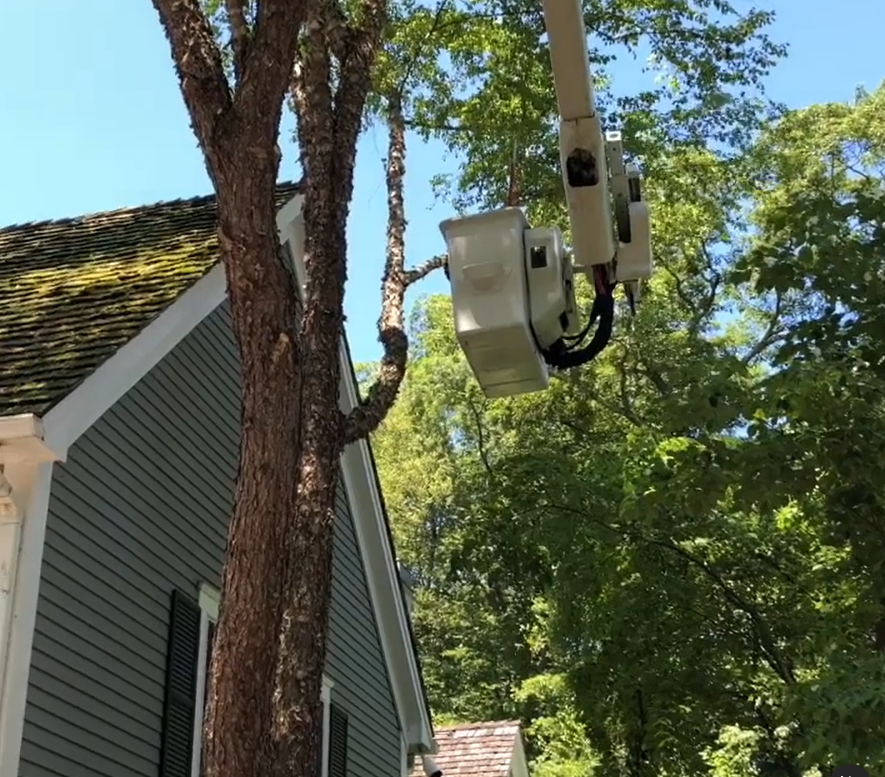 Leo Tree Tree Service