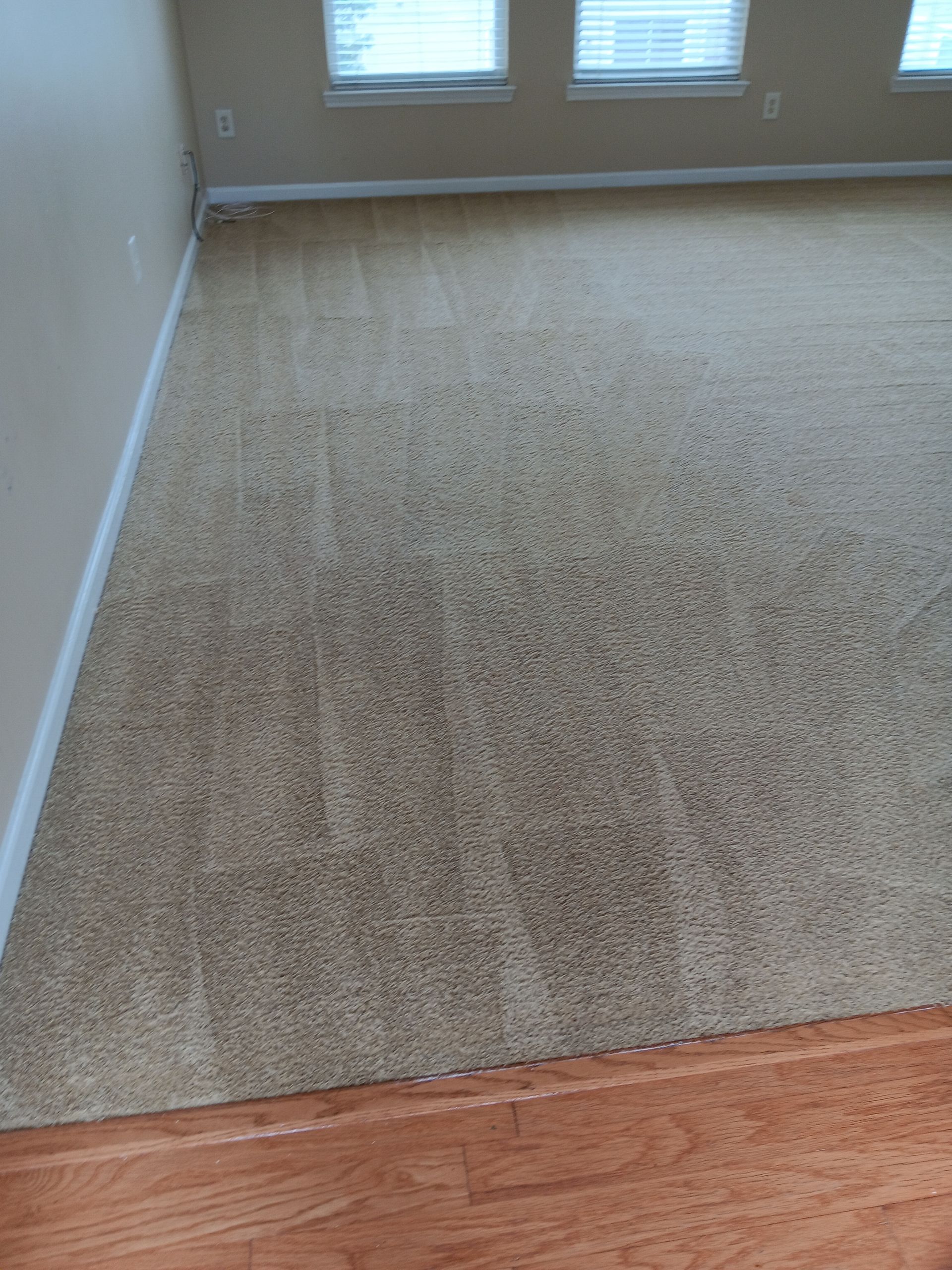 Beige carpeted floor in a room, transitioning to wood flooring. Sunlight streams through windows.