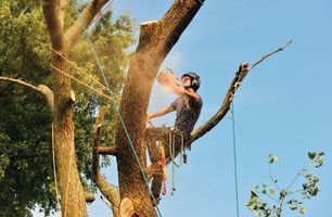 Tree Services