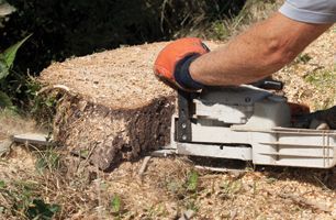 Tree Services