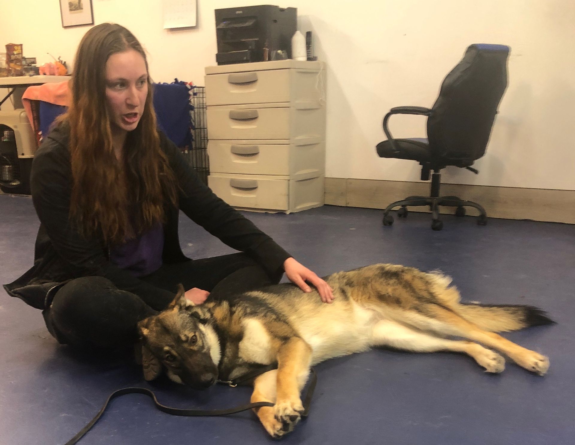 Person kneels beside a large dog lying on a blue floor in a room with office chairs and drawers