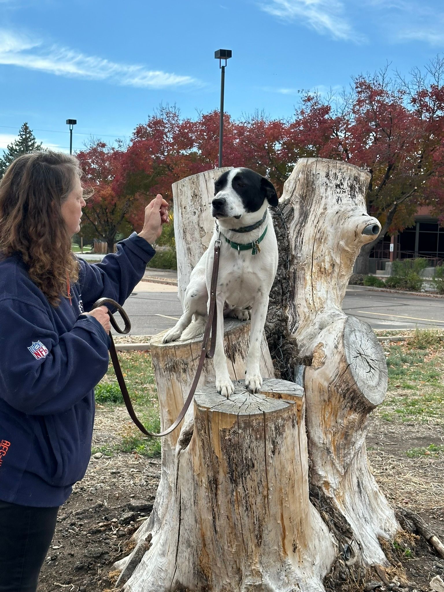 Woman training a black-and-white dog sitting on a tree stump in a park