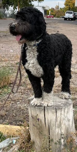 Black and white curly dog standing on a tree stump outdoors on a leash