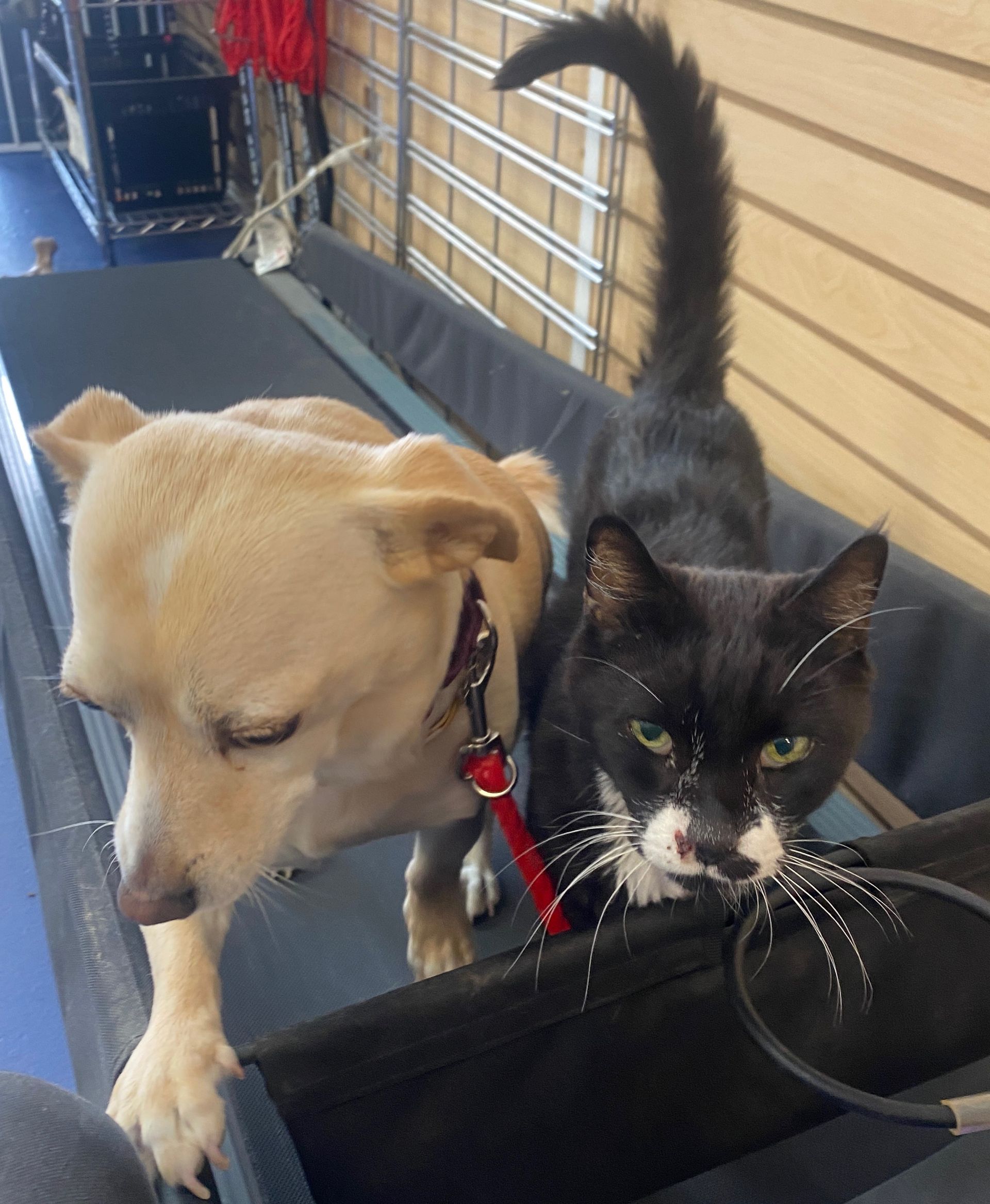 Tan dog and black-and-white cat walking side by side on a leash outdoors
