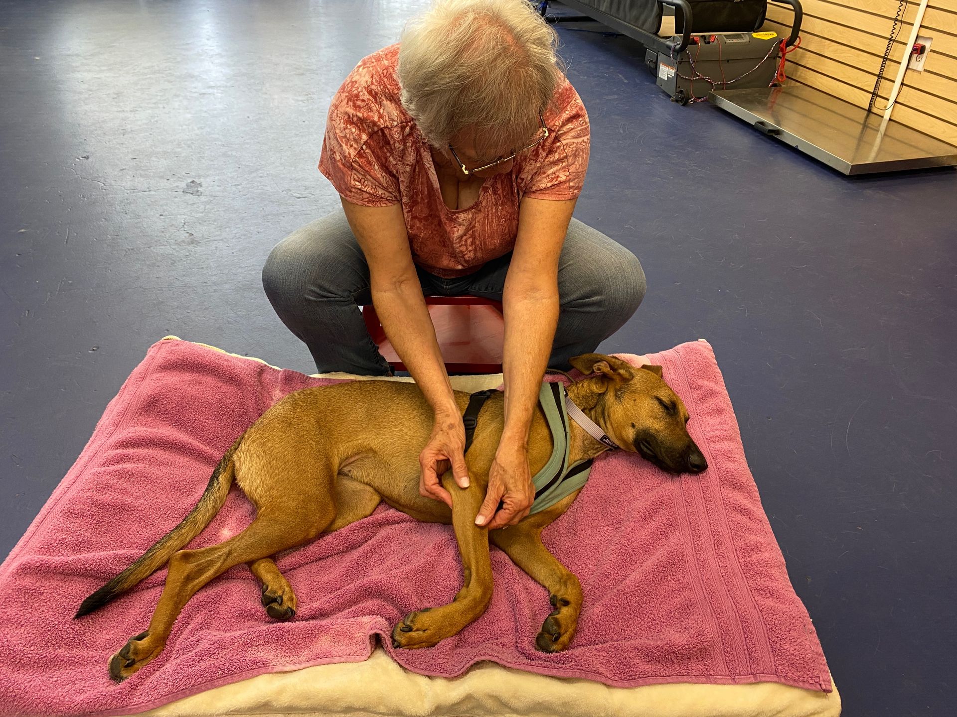 Woman kneels beside a brown dog on a pink towel