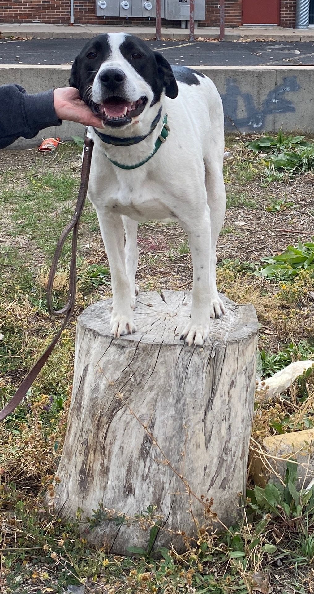 Black-and-white dog standing on a tree stump outdoors, wearing a green collar and leash, with mouth open