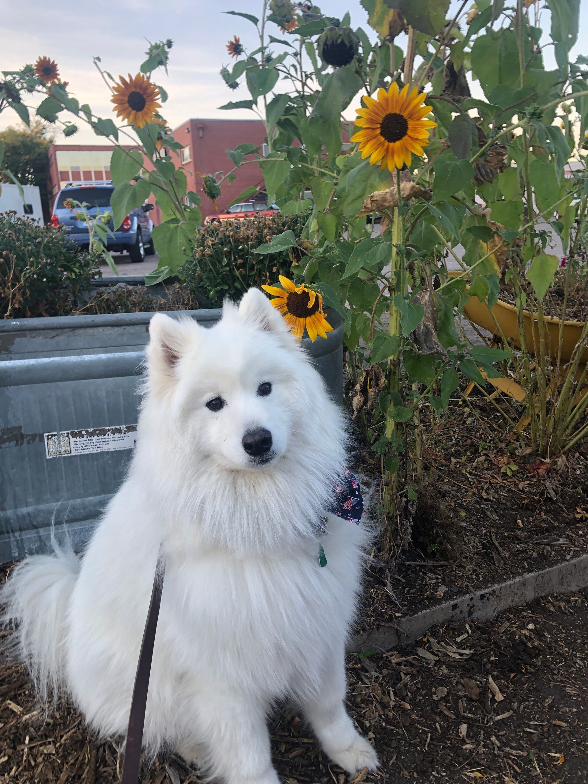 White fluffy dog on a leash sitting by sunflowers in a parking lot