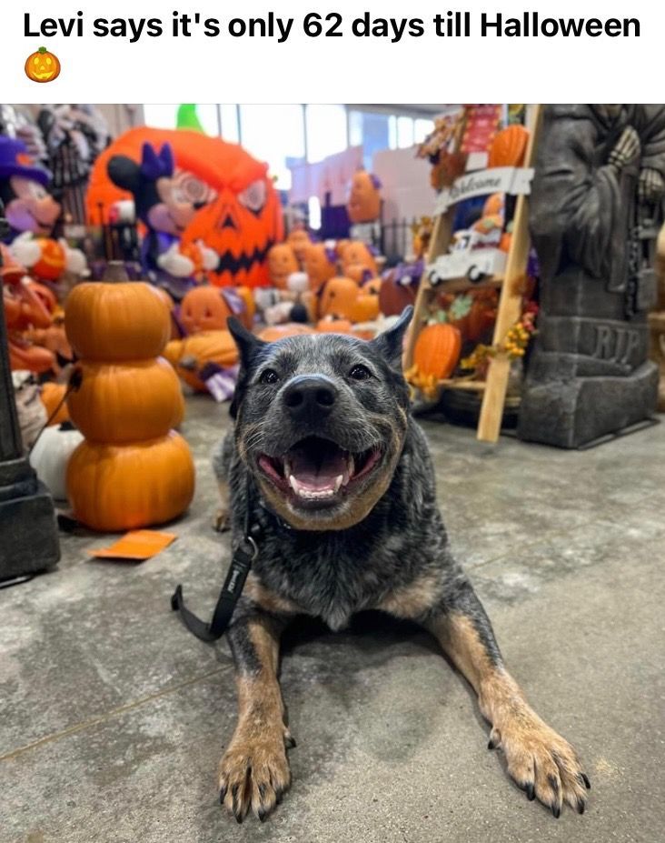 Happy dog lying in a Halloween store aisle 