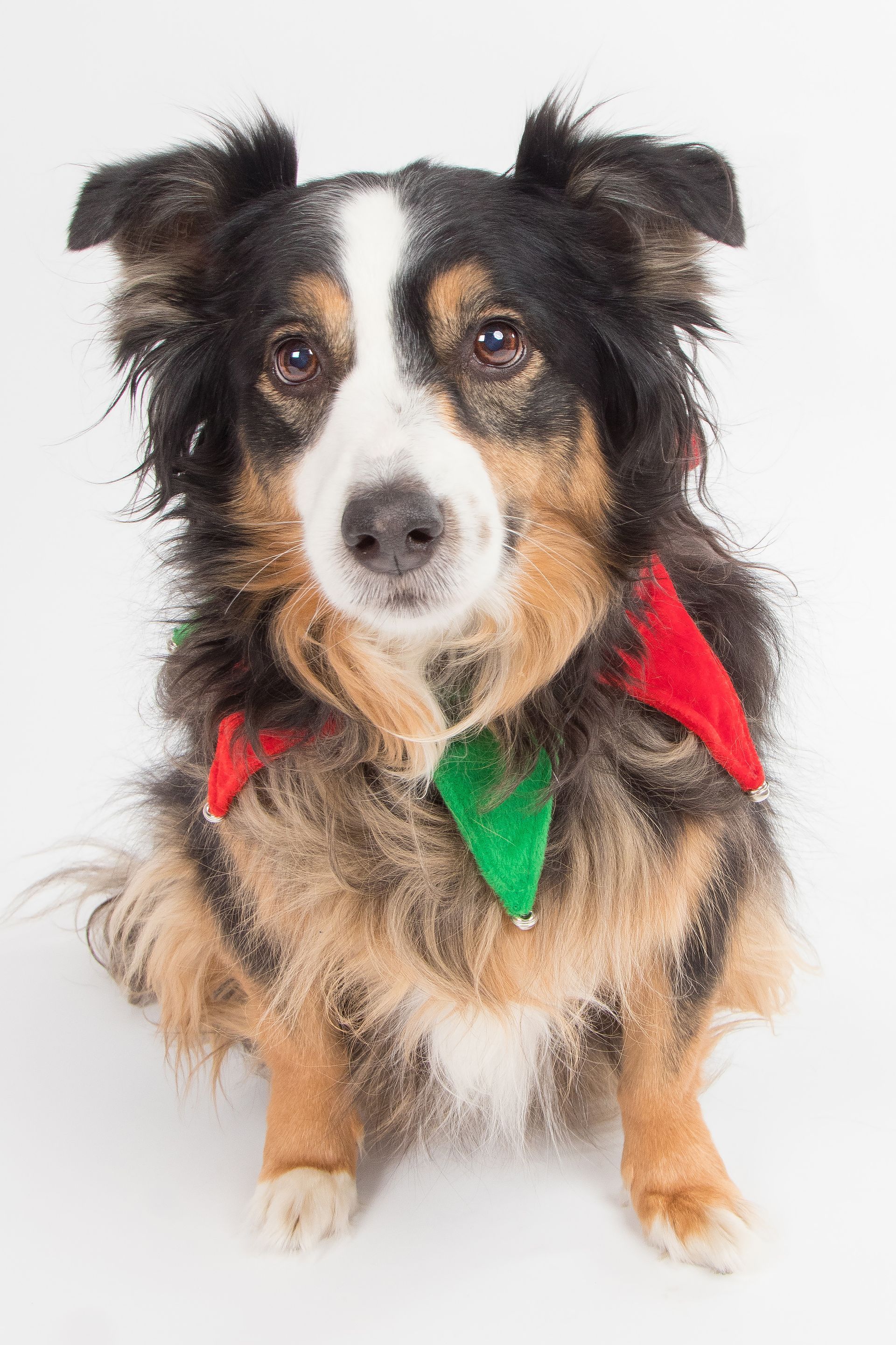 A small brown and white dog wearing a red and green bandana.