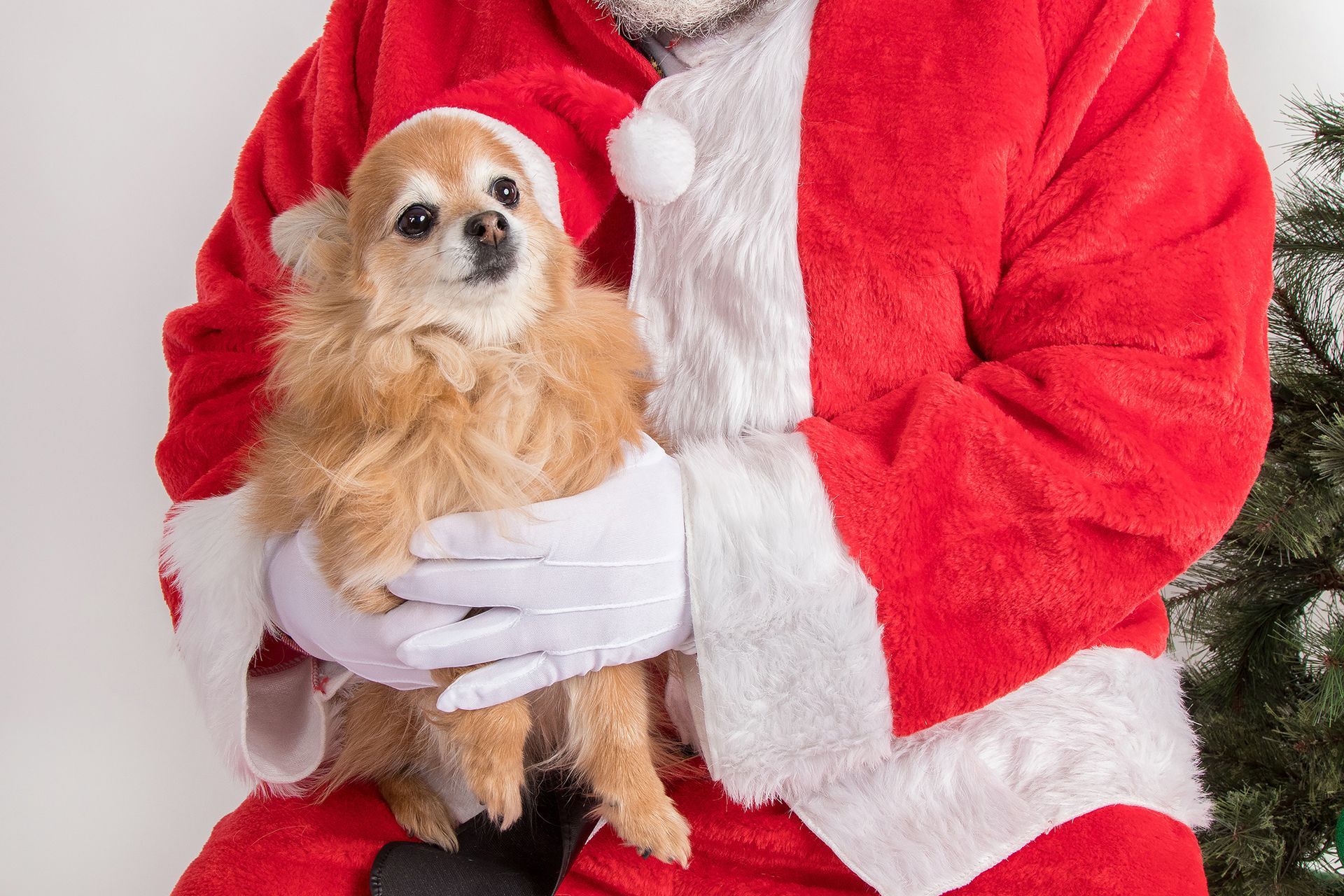 A man dressed as santa claus is holding a small dog.