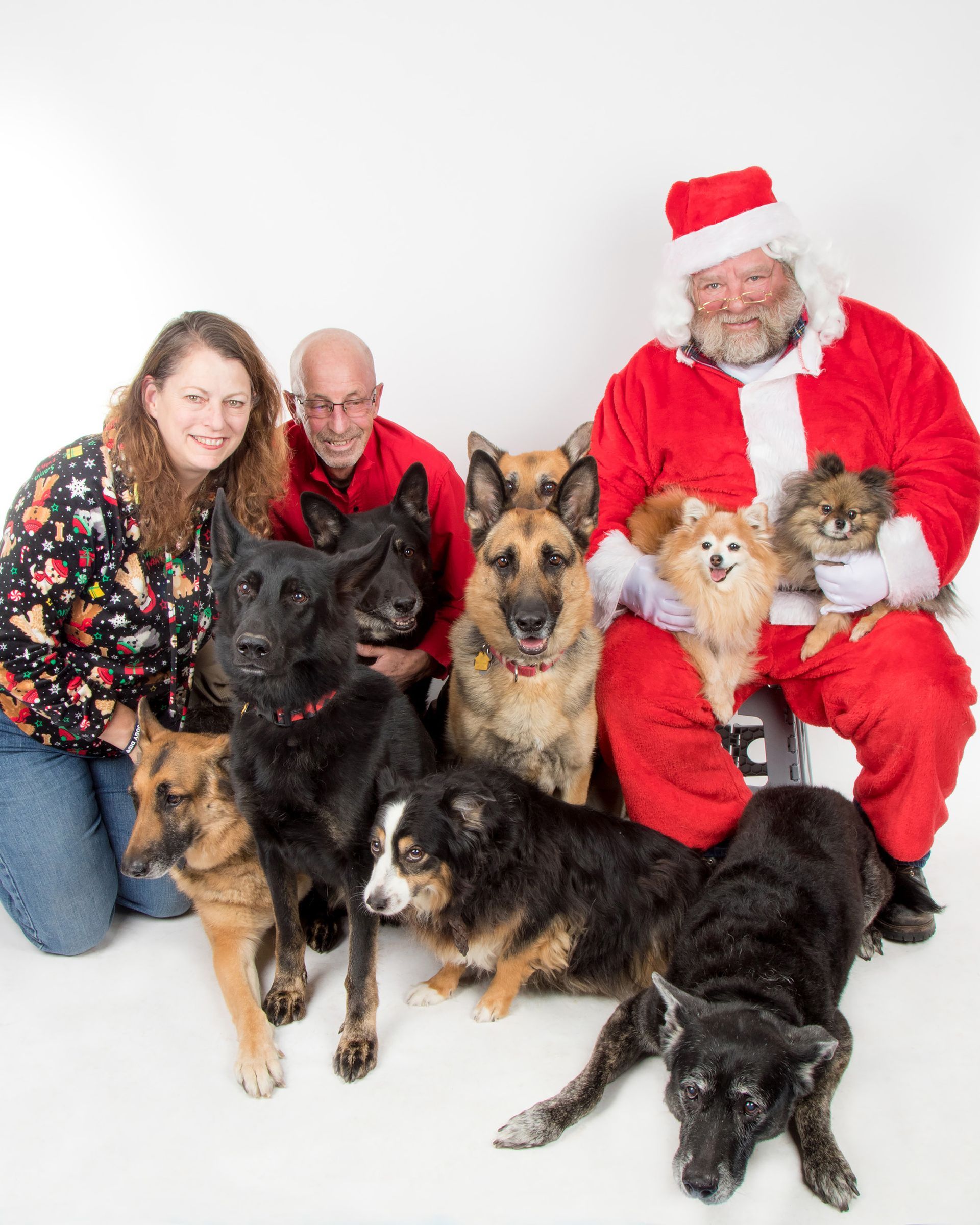 A group of dogs are posing for a picture with santa claus