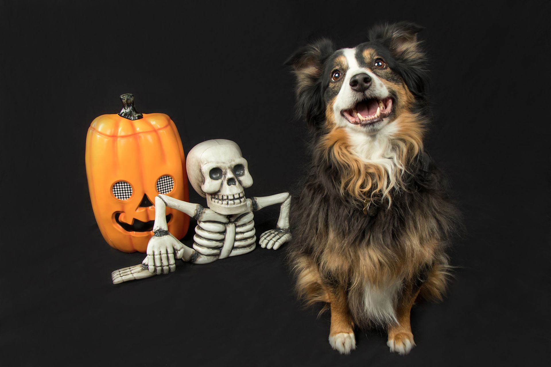 A dog is sitting next to a skeleton and a pumpkin on a black background.