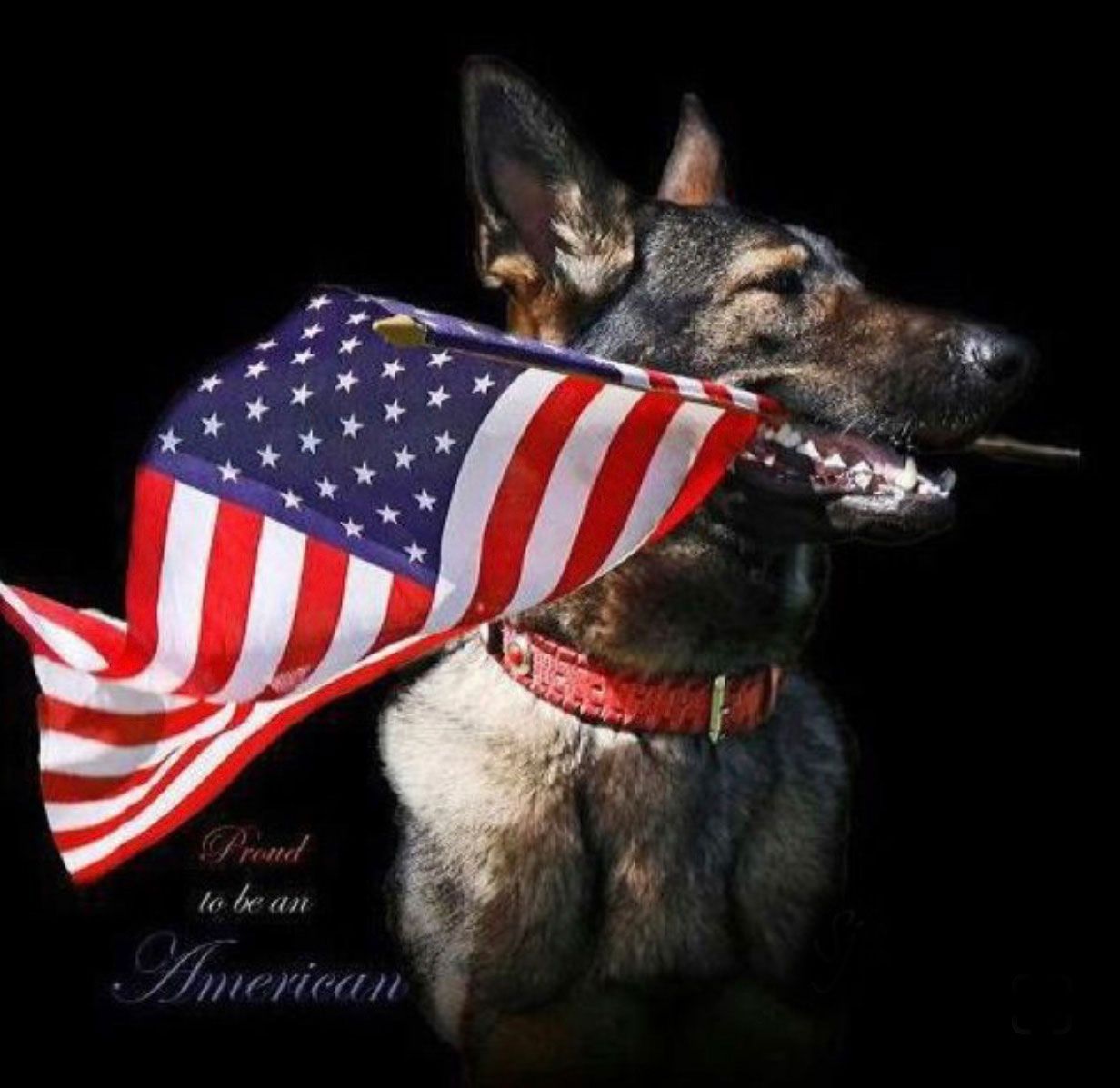 A german shepherd is holding an american flag in its mouth