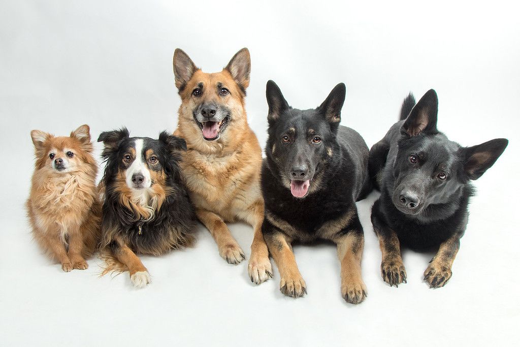 A group of dogs are laying next to each other on a white background.