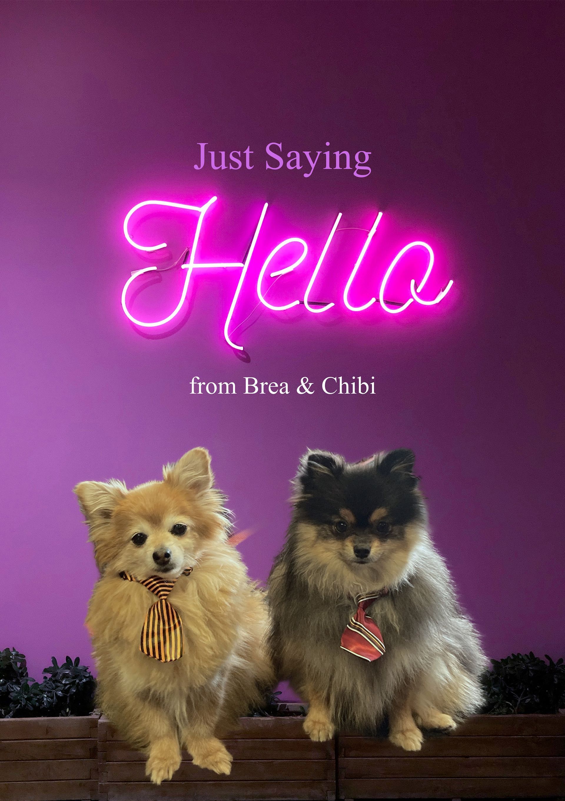 Two dogs are sitting next to each other in front of a neon sign that says `` just saying hello ''.