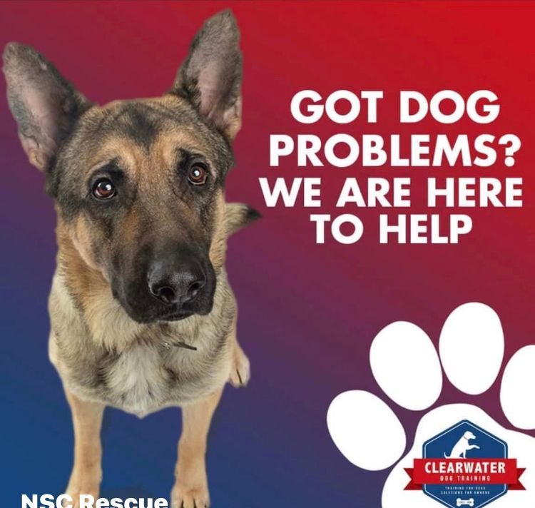 A german shepherd stands in front of a red and blue background that says got dog problems we are here to help