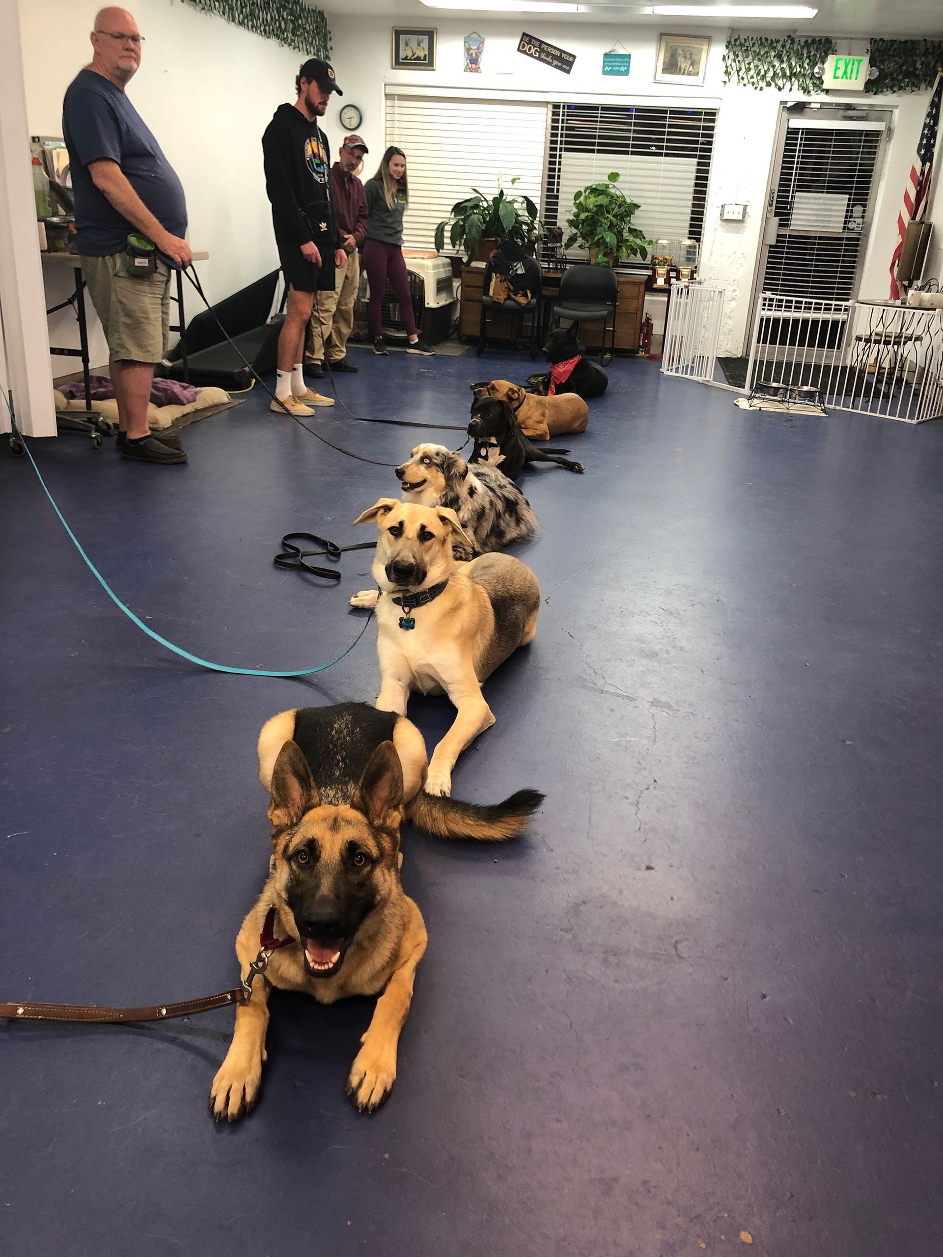 A group of dogs are laying on the floor in a room